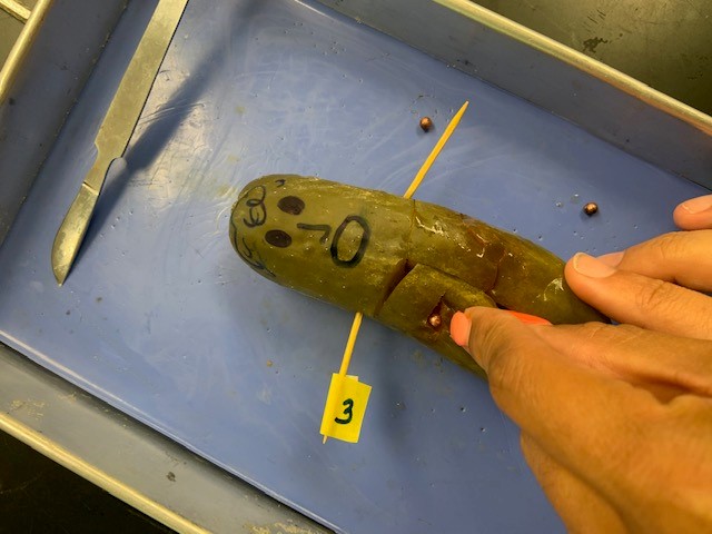 Pickle autopsy